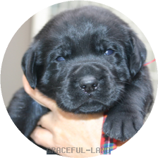 レッドCK(NORBLE 男の子)